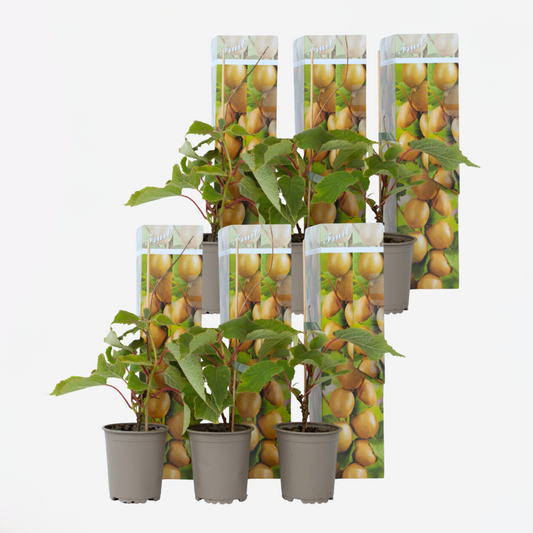 Florastore Kiwipflanze - 6 Stk - Actinidia Deliciosa 'Jenny' - Höhe 20-40Cm - ⌀9Cm