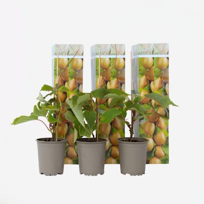Florastore Kiwipflanze - 3 Stk - Actinidia Deliciosa 'Jenny' - Höhe 20-40Cm - ⌀9Cm