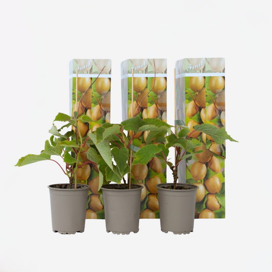 Florastore Kiwipflanze - 3 Stk - Actinidia Deliciosa 'Jenny' - Höhe 20-40Cm - ⌀9Cm