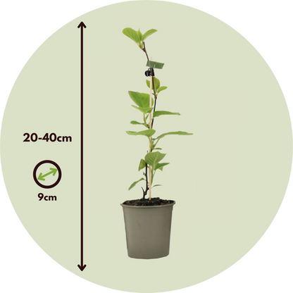 Florastore Kiwipflanze - 3 Stk - Actinidia Deliciosa 'Jenny' - Höhe 20-40Cm - ⌀9Cm