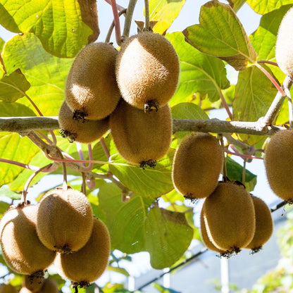 Florastore Kiwipflanze - 3 Stk - Actinidia Deliciosa 'Jenny' - Höhe 20-40Cm - ⌀9Cm
