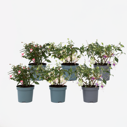 Florastore Fuchsie - 6 Stk - Fuchsia Magellanica - Höhe 10-20Cm - ⌀9Cm