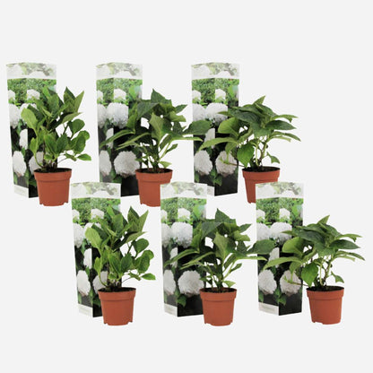 Florastore Hortensie - 6 Stk - Hydrangea Macrophylla 'Wudu' - Höhe 25-40Cm - ⌀9Cm