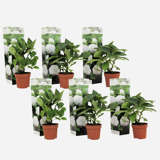 Florastore Hortensie - 6 Stk - Hydrangea Macrophylla 'Wudu' - Höhe 25-40Cm - ⌀9Cm