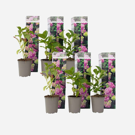 Florastore Hortensie - 6 Stk - Hydrangea Macrophylla 'Early Pink' - Höhe 25-40Cm - ⌀9Cm