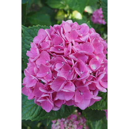 Florastore Hortensie - 6 Stk - Hydrangea Macrophylla 'Early Pink' - Höhe 25-40Cm - ⌀9Cm