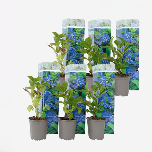 Florastore Hortensie - 6 Stk - Hydrangea Macrophylla 'Early Blue' - Höhe 25-40Cm - ⌀9Cm