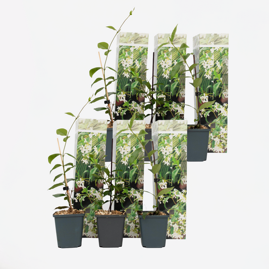 Florastore Jasmin - 6 Stk - Trachelospermum Jasminoides - Höhe 25-40Cm - ⌀9Cm