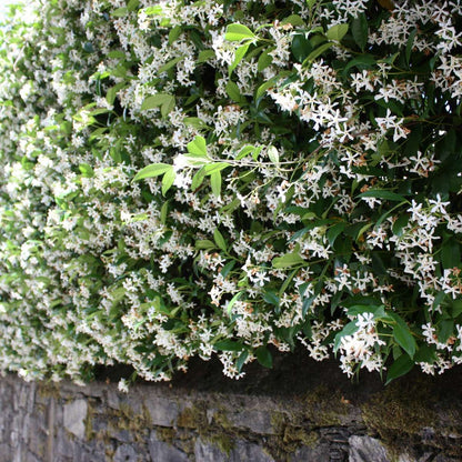 Florastore Jasmin - 6 Stk - Trachelospermum Jasminoides - Höhe 25-40Cm - ⌀9Cm