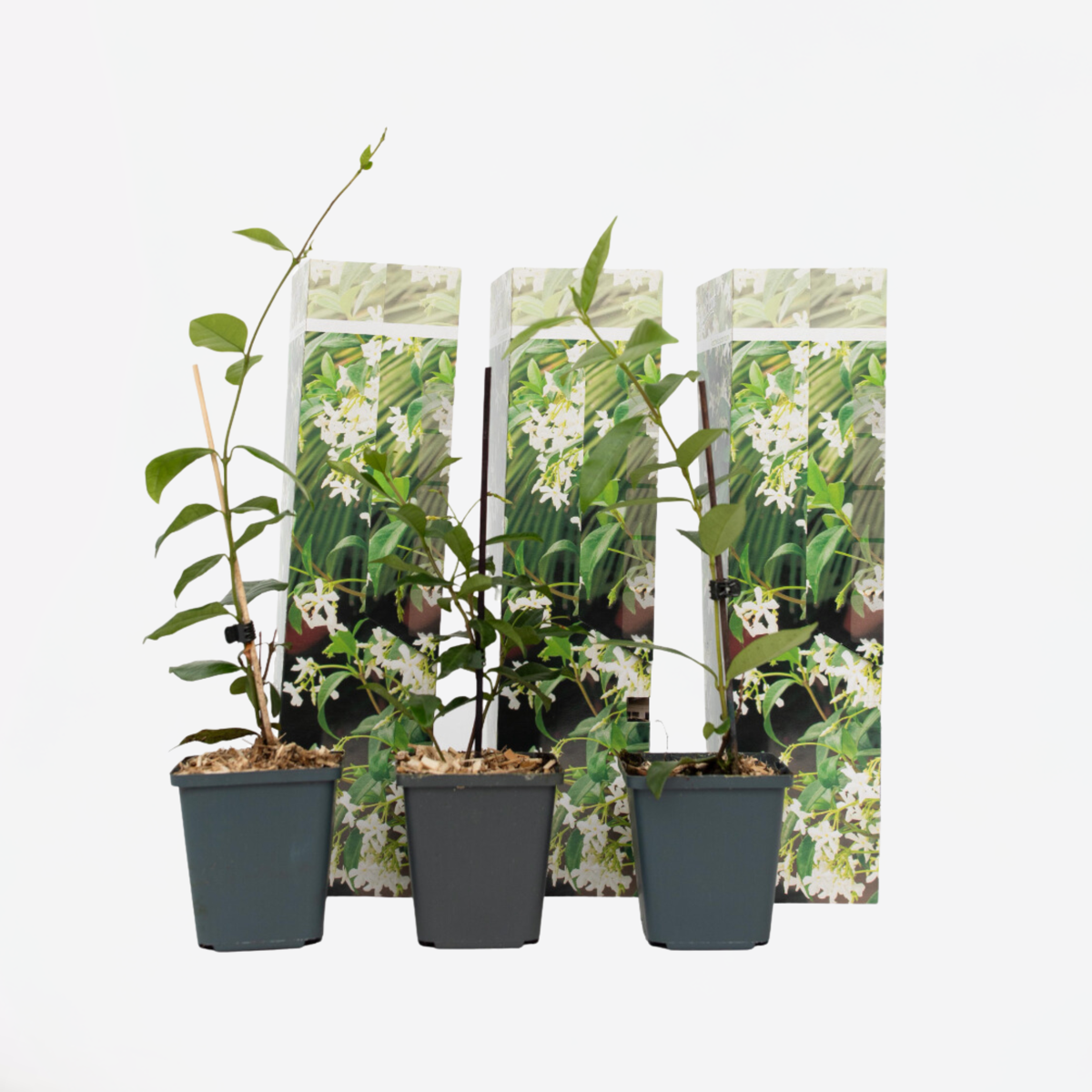 Florastore Sternjasmin - 3 Stk - Trachelospermum Jasminoides - Höhe 25-40Cm - ⌀9Cm