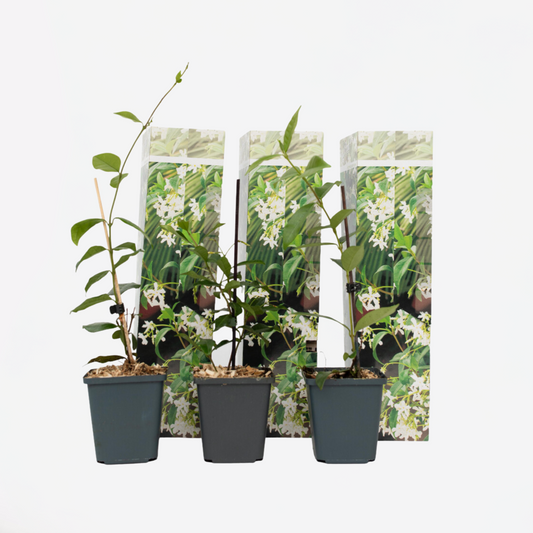 Florastore Sternjasmin - 3 Stk - Trachelospermum Jasminoides - Höhe 25-40Cm - ⌀9Cm