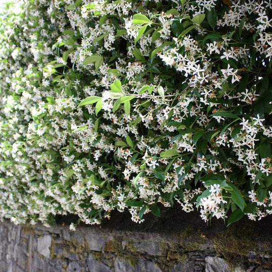 Florastore Sternjasmin - 3 Stk - Trachelospermum Jasminoides - Höhe 25-40Cm - ⌀9Cm
