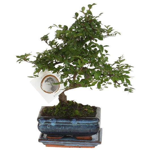 Florastore Bonsaibaume - Zelkova Serrata - Höhe 20-25Cm - ⌀15Cm