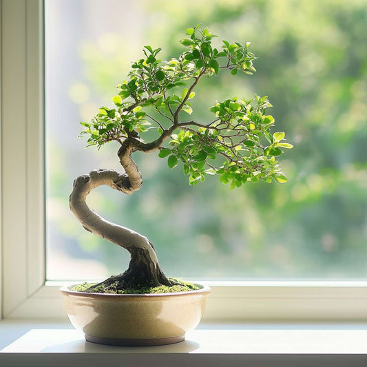 Florastore Bonsaibaume - Zelkova Serrata - Höhe 20-25Cm - ⌀15Cm