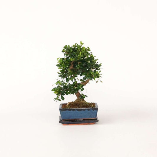 Florastore Bonsaibaume - Carmona Microphylla - Höhe 25-30Cm - ⌀20Cm