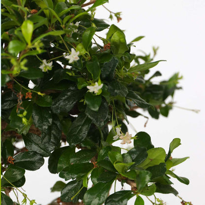 Florastore Bonsaibaume - Carmona Microphylla - Höhe 25-30Cm - ⌀20Cm