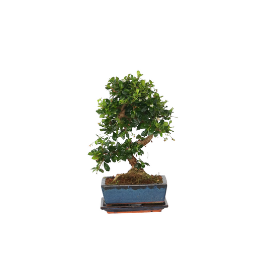 Florastore Bonsaibaume - Carmona Microphylla - Höhe 20-30Cm - ⌀15Cm