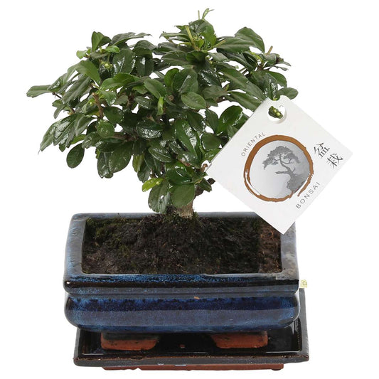 Florastore Bonsaibaume - Carmona Microphylla - Höhe 25-30Cm - ⌀15Cm