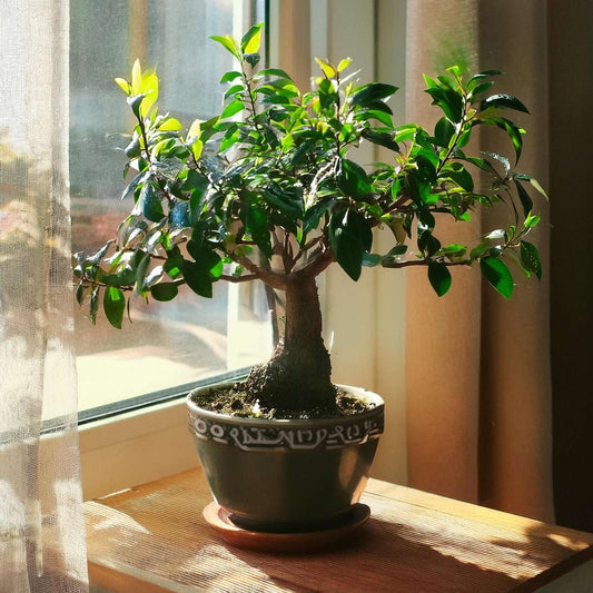 Florastore Bonsaibaume - Carmona Microphylla - Höhe 25-30Cm - ⌀15Cm