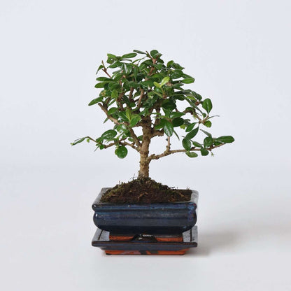 Florastore Bonsaibaume - Carmona Microphylla - Höhe 25-30Cm - ⌀15Cm