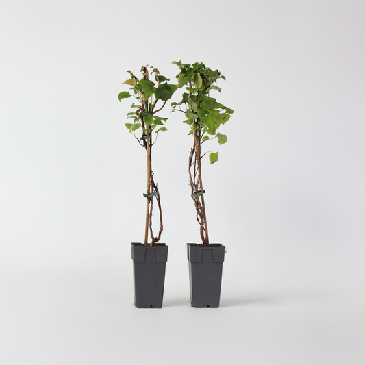 Florastore Hortensie - 2 Stk - Hydrangea Anomale Petiolaris - Höhe 60-70Cm - ⌀15Cm