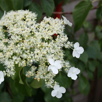 Florastore Hortensie - 2 Stk - Hydrangea Anomale Petiolaris - Höhe 60-70Cm - ⌀15Cm