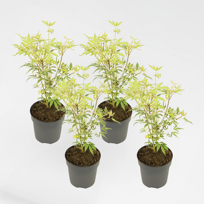 Florastore Japanischer Ahorn - 4 Stk - Acer Palmatum 'Butterfly' - Höhe 25-40Cm - Ø10,5Cm