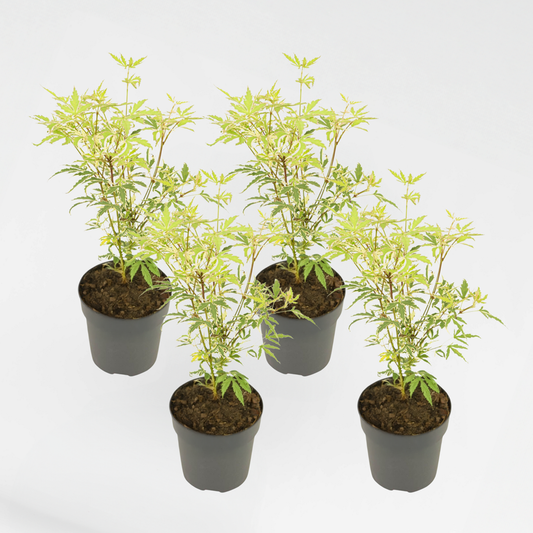 Florastore Japanischer Ahorn - 4 Stk - Acer Palmatum 'Butterfly' - Höhe 25-40Cm - Ø10,5Cm