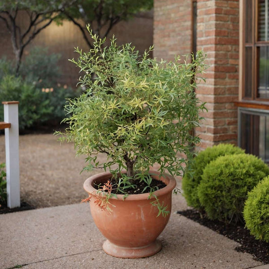 Florastore Japanischer Ahorn - 4 Stk - Acer Palmatum 'Butterfly' - Höhe 25-40Cm - Ø10,5Cm