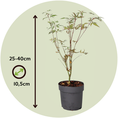Florastore Japanischer Ahorn - 4 Stk - Acer Palmatum 'Butterfly' - Höhe 25-40Cm - Ø10,5Cm