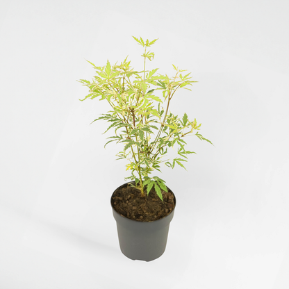 Florastore Japanischer Ahorn - Acer Palmatum 'Butterfly' - Höhe 25-40Cm - Ø10,5Cm