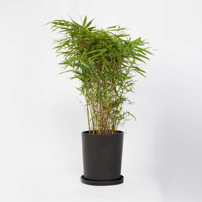 Florastore Bambus - Fargesia Nitida 'Gansu' - Höhe 50-70Cm - Topf 17Cm