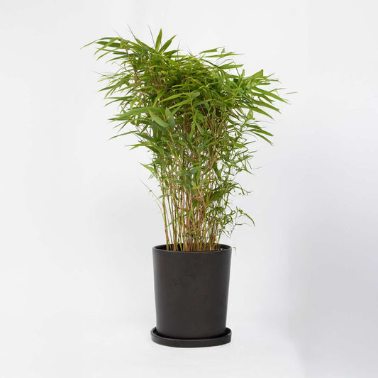 Florastore Bambus - Fargesia Nitida 'Gansu' - Höhe 50-70Cm - Topf 17Cm