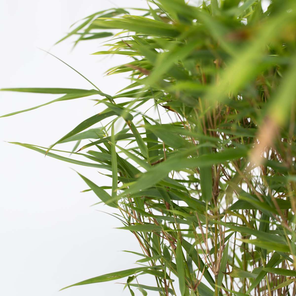 Florastore Bambus - Fargesia Nitida 'Gansu' - Höhe 50-70Cm - Topf 17Cm