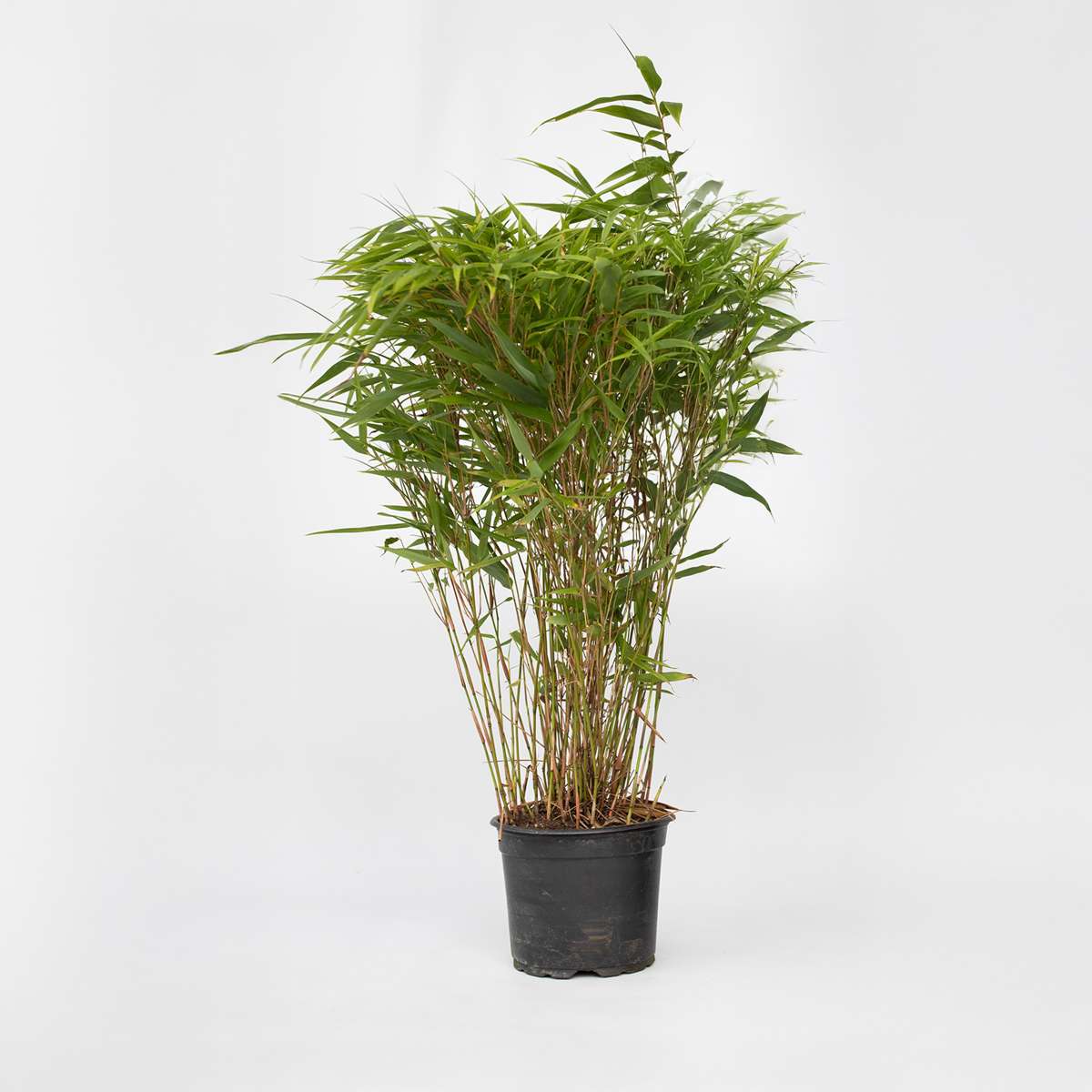Florastore Bambus - Fargesia Nitida 'Gansu' - Höhe 50-70Cm - Topf 17Cm