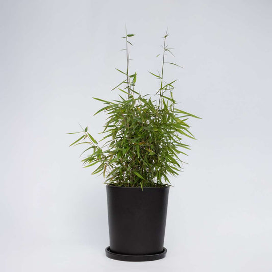 Florastore Bambus - Fargesia Nitida 'Red Dragon' - Höhe 60-80Cm - Topf 17Cm
