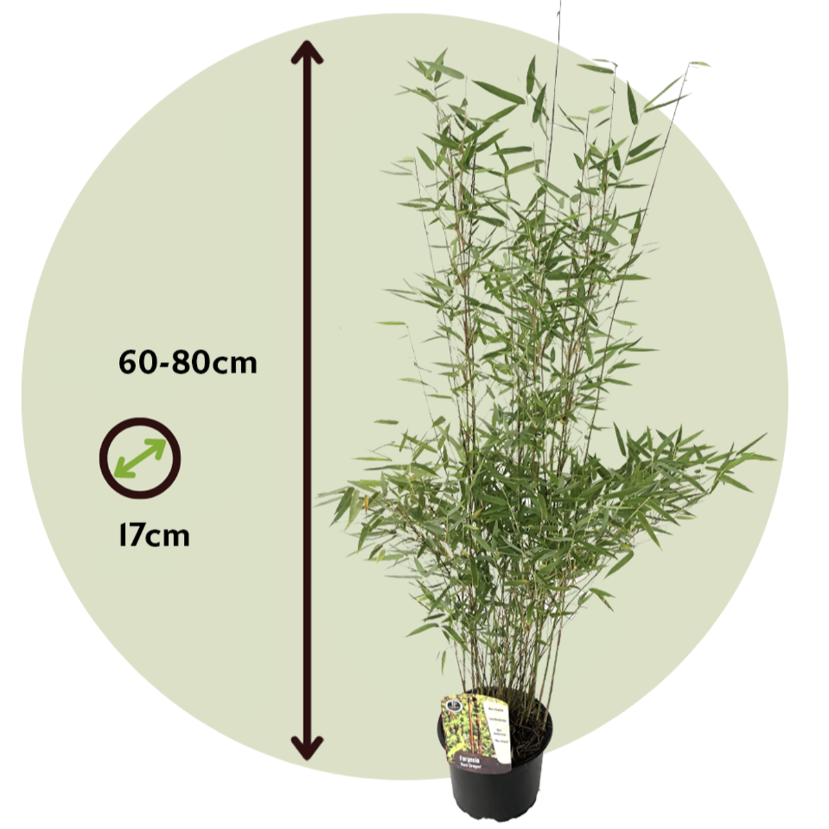 Florastore Bambus - Fargesia Nitida 'Red Dragon' - Höhe 60-80Cm - Topf 17Cm