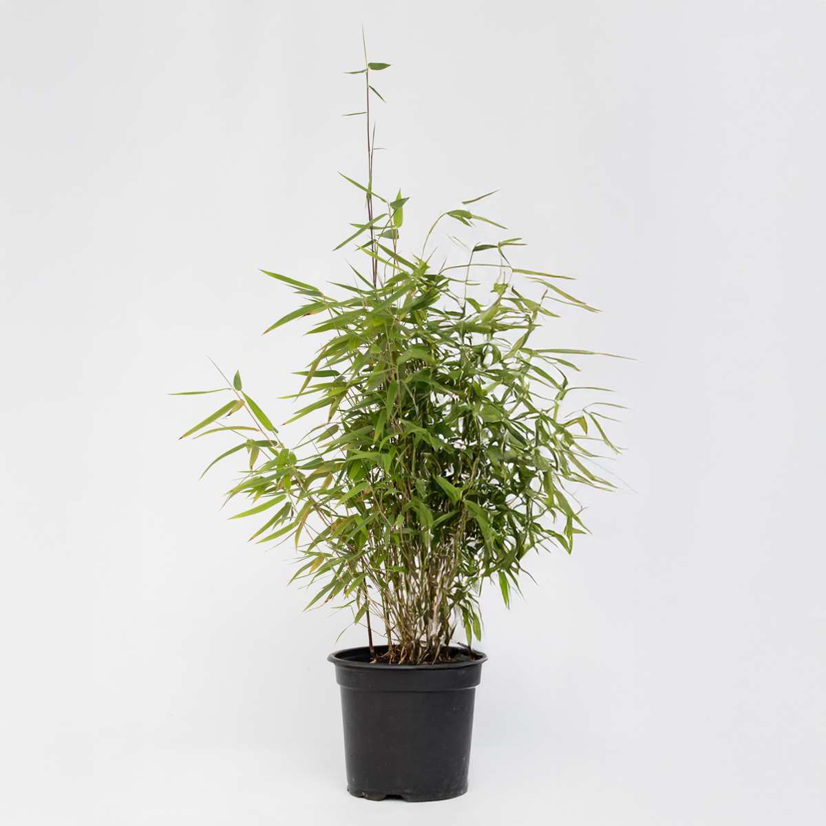 Florastore Bambus - Fargesia Nitida 'Red Dragon' - Höhe 60-80Cm - Topf 17Cm