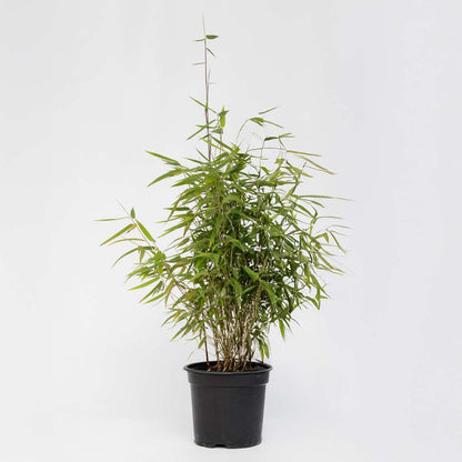 Florastore Bambus - Fargesia Nitida 'Red Dragon' - Höhe 60-80Cm - Topf 17Cm