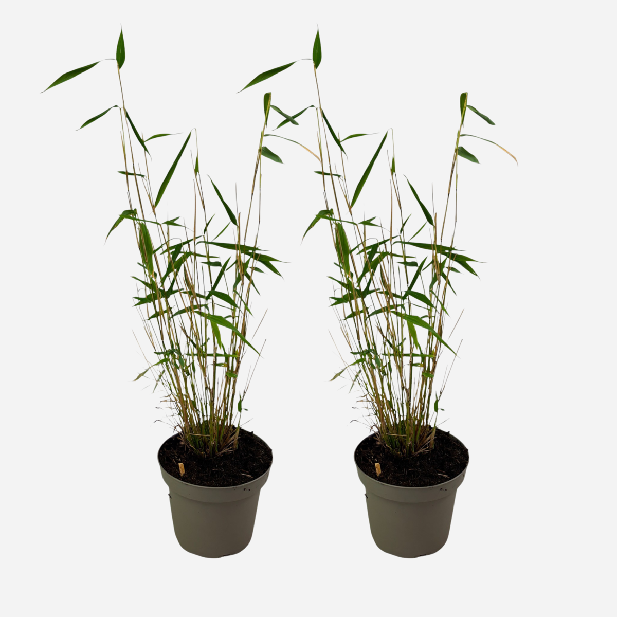 Florastore Bambus - 2 Stk - Fargesia Papyrifera 'Blue Dragon' - Höhe 30-40Cm - ⌀13Cm