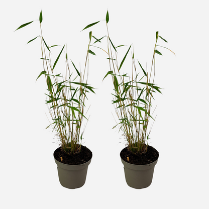 Florastore Bambus - 2 Stk - Fargesia Papyrifera 'Blue Dragon' - Höhe 30-40Cm - ⌀13Cm