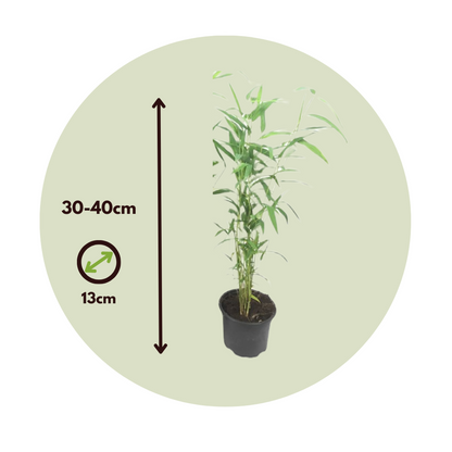 Florastore Bambus - 2 Stk - Fargesia Papyrifera 'Blue Dragon' - Höhe 30-40Cm - ⌀13Cm