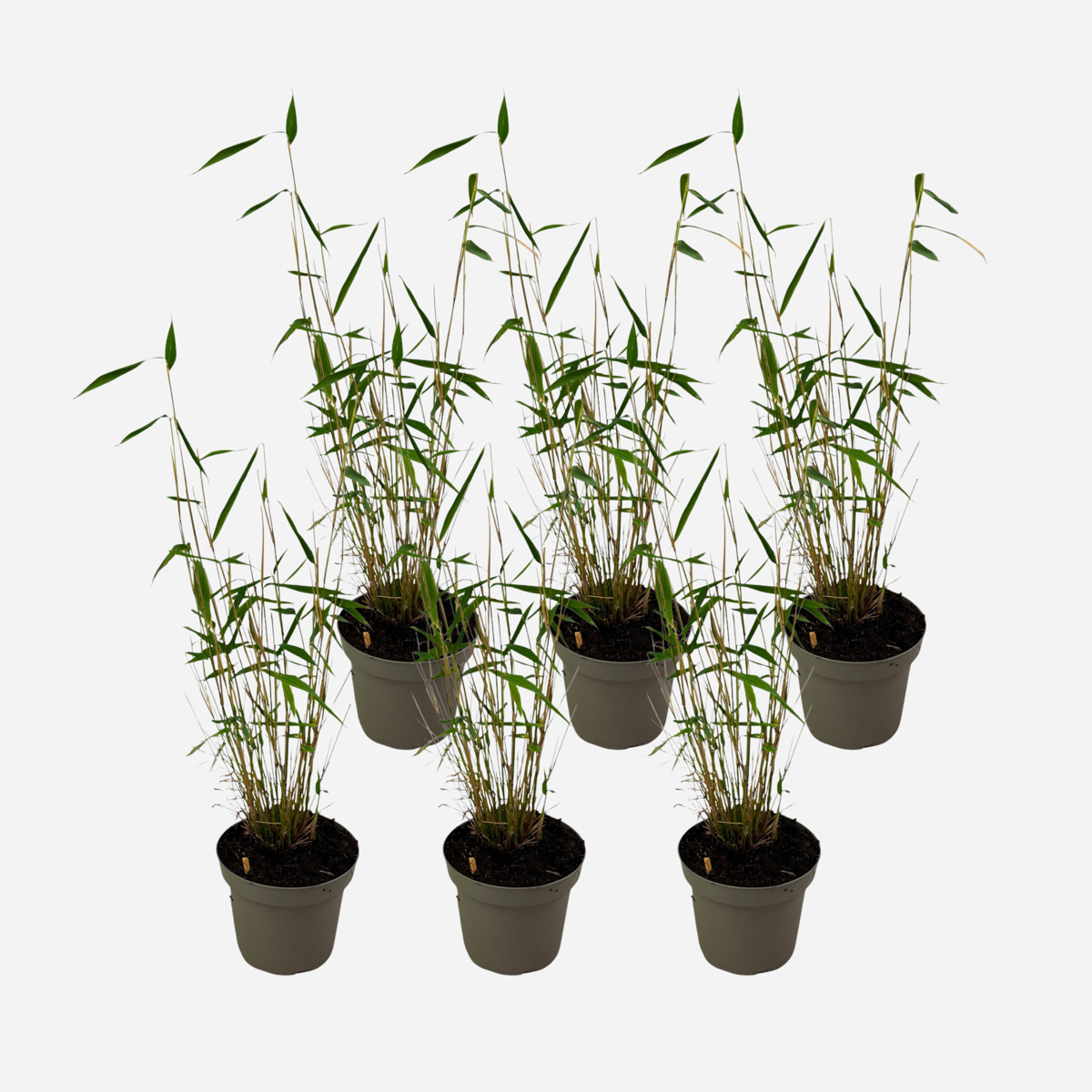 Florastore Bambus - 6 Stk - Fargesia Papyrifera 'Blue Dragon' - Höhe 30-40Cm - ⌀13Cm