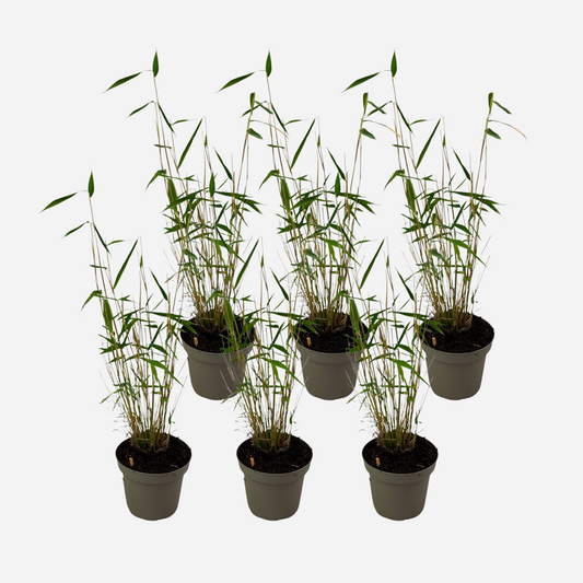 Florastore Bambus - 6 Stk - Fargesia Papyrifera 'Blue Dragon' - Höhe 30-40Cm - ⌀13Cm