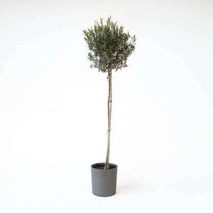 Florastore Olivenbaum - Olea Europaea - Höhe 155-170Cm - ⌀19Cm