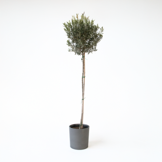 Florastore Olivenbaum - Olea Europaea - Höhe 155-170Cm - ⌀19Cm