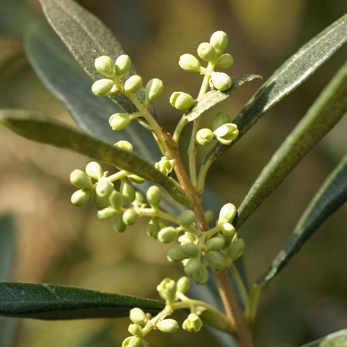 Florastore Olivenbaum - Olea Europaea - Höhe 155-170Cm - ⌀19Cm