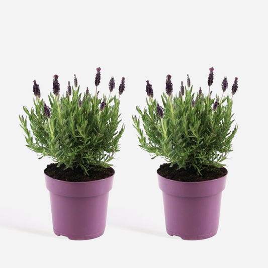 Florastore Lavendelstrauch - 2 Stk - Lavandula Stoechas 'Anouk' - Höhe 25-35Cm - ⌀15Cm