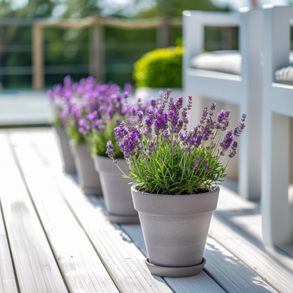 Florastore Lavendelstrauch - 2 Stk - Lavandula Stoechas 'Anouk' - Höhe 25-35Cm - ⌀15Cm