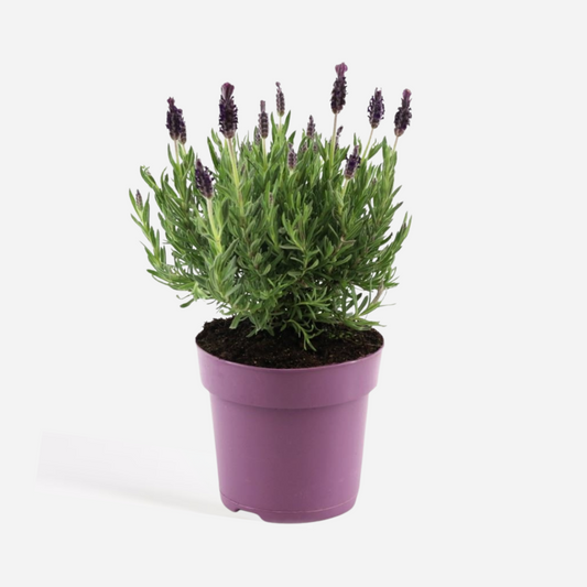 Florastore Lavendelstrauch - Lavandula Stoechas 'Anouk' - Höhe 25-35Cm - ⌀15Cm
